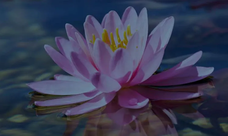 Nature's Way Living Pools Brand Identity Photography | Home Services Branding