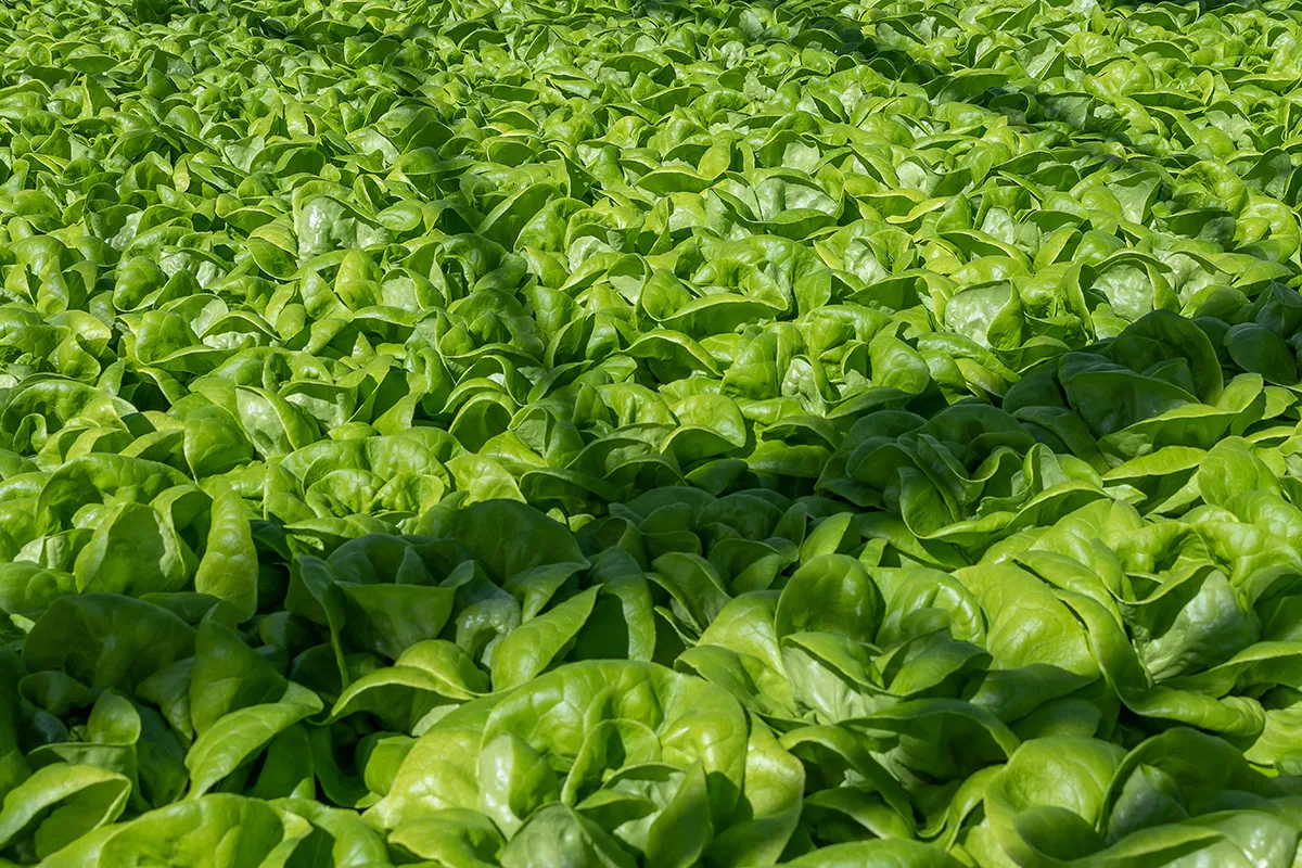 Pick'd Microgreens Food Facility Photography | Retail Photography