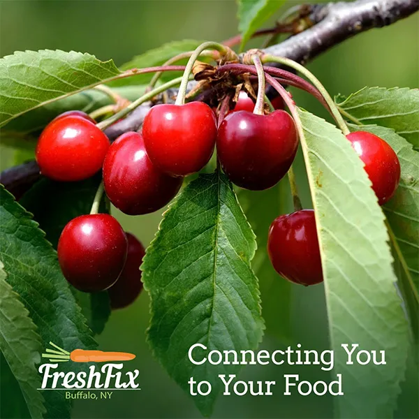 FreshFix Summer Marketing Campaign Design | Social Media Campaign Creative